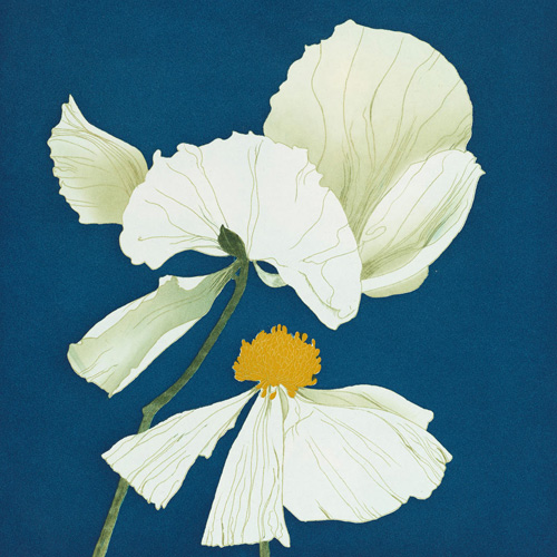 Beth van Hoesen, Matilija Poppy, pl. 2, from the portfolio, Poppies and Peony, 1976