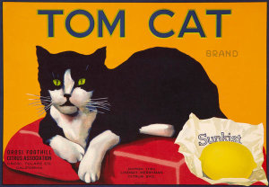Anonymous - Tom Cat Brand, ca. 1930-1940
