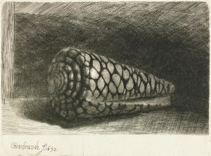 Rembrandt Harmensz van Rijn - The Shell (Conus Marmoreus), 1650