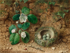 Philip Dolan - A Bird's Nest and Blossom, mid-19th century