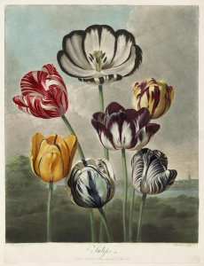 Richard Earlom, after Philip Reinagle - Tulips, from The Temple of Flora or Garden of Nature, by Robert J. Thornton (London: 1799),
