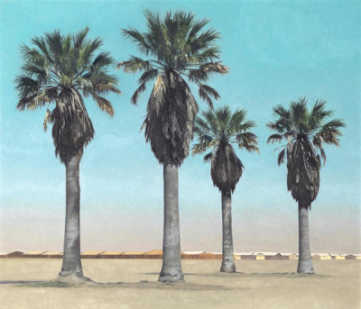 Robert Bechtle - Four Palm Trees, 1969