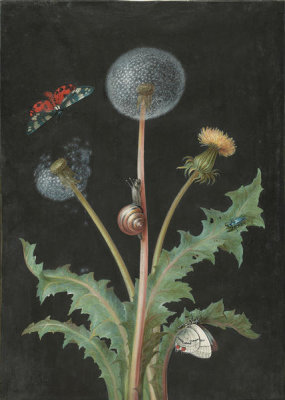 Barbara Regina Dietzsch - A Dandelion with a Tiger Moth, a Butterfly, a Snail, and a Beetle, 18th century