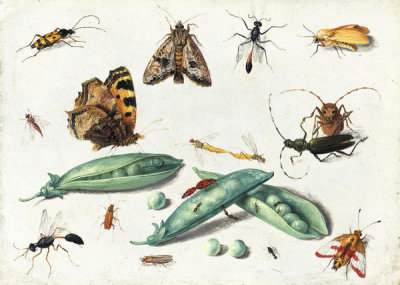 Jan van Kessel the Elder - Peapods and Insects, ca. 1650